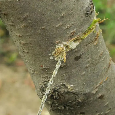 KIT DE SURVIE - PANDÉMIE